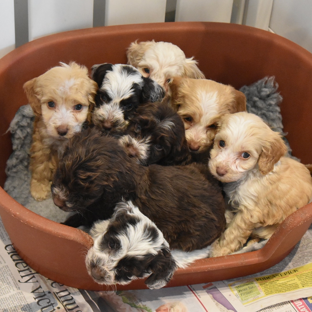 Cockapoo pups x 8.jpg